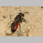 Sphecodes pellucidus - Blutbiene w001d 6-7mm - Sandgrube Niedringhaussee-det.jpg